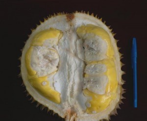 Durian Matahari - perutgendut.com