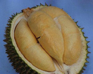 Durian Tanpa Sekat - warungbibitbwi.blogspot.com