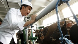 Jokowi berada di kapal ternak (IST)