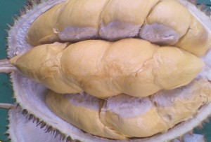Durian Menoreh - www.lembahpinus.com