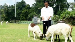 Presiden Jokowi (IST)